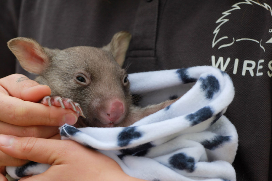 wombat-joey-in-blanket-wires